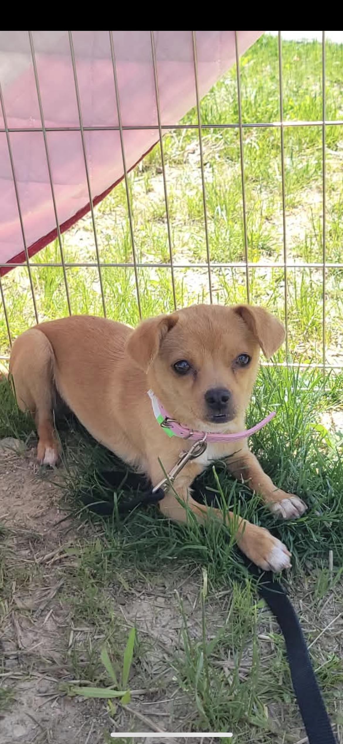 Enlarge Laparas, an adopted mixed breed in Hamden, CT image 4/6