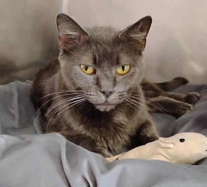 Morticia, Adoptable, Adult Female Domestic Short Hair & Domestic Short Hair.
