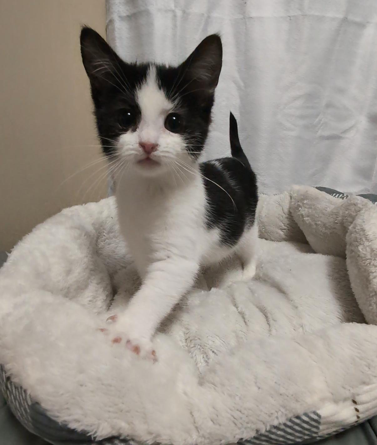 Joy, an adopted Domestic Short Hair in Youngstown, OH image 2/5