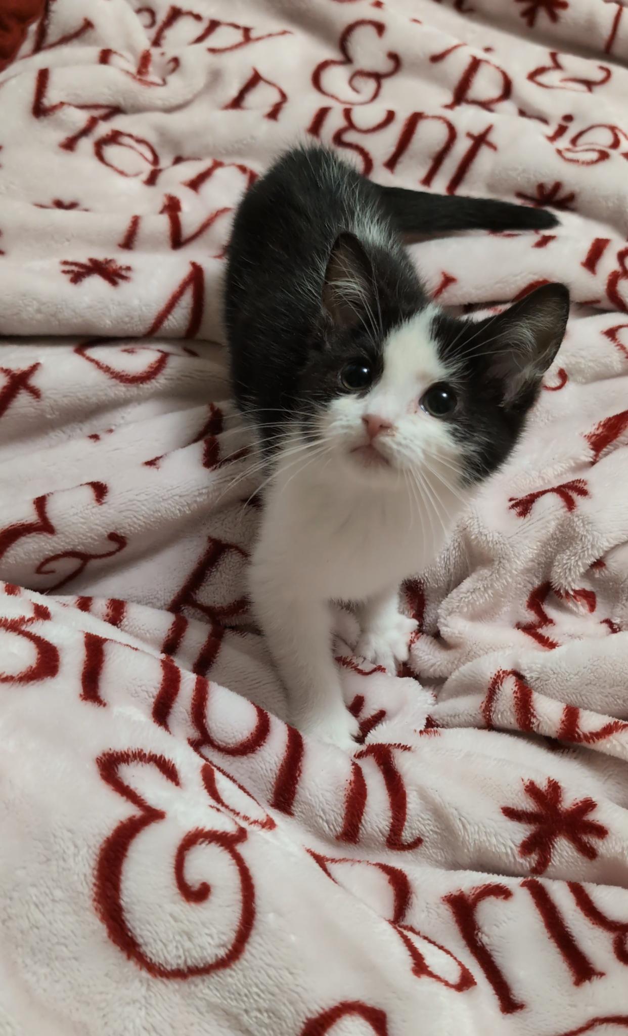 Joy, an adopted Domestic Short Hair in Youngstown, OH image 3/5