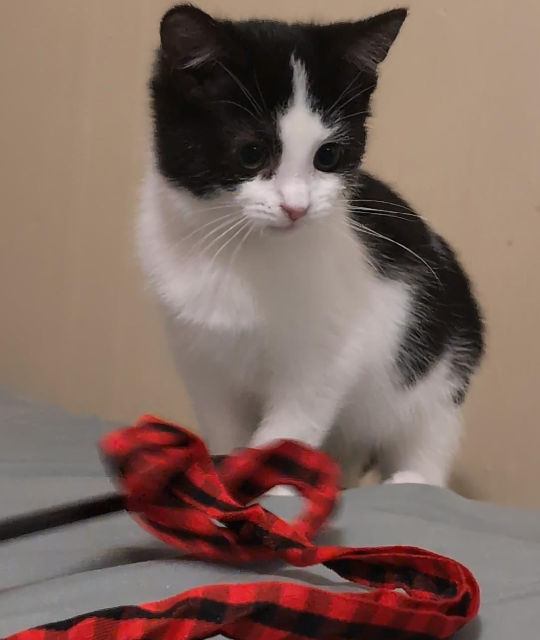 Joy, an adopted Domestic Short Hair in Youngstown, OH image 4/5