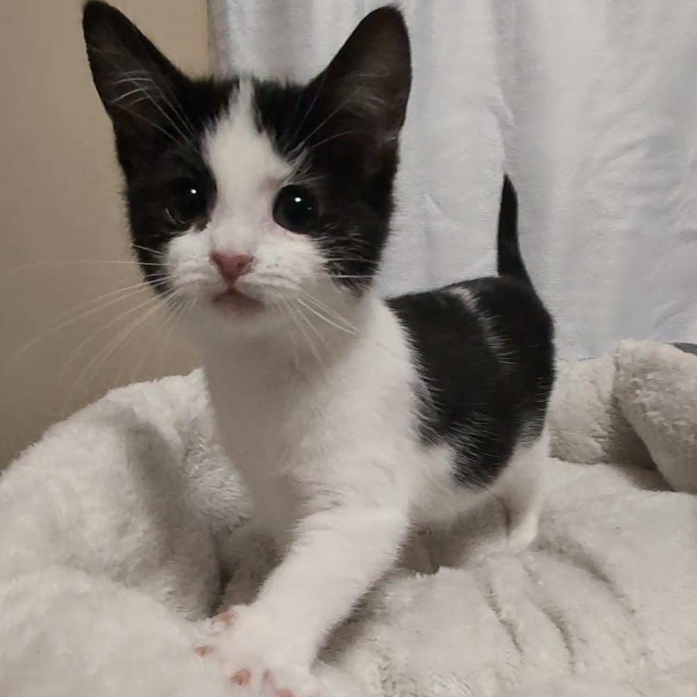 Joy, an adopted Domestic Short Hair in Youngstown, OH image 1/5