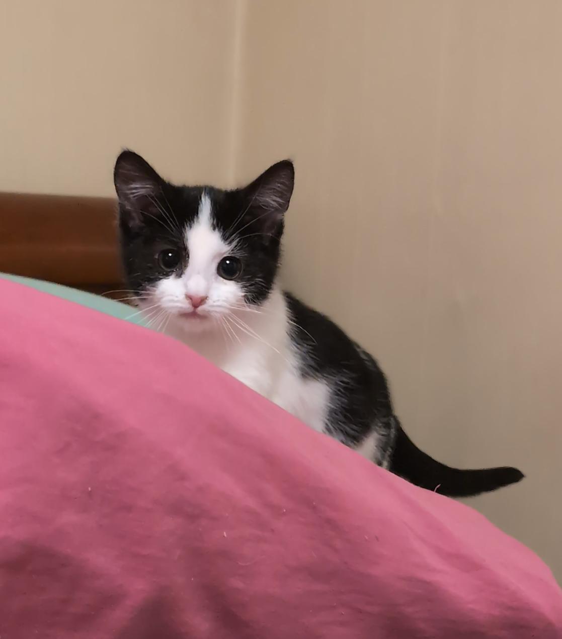 Joy, an adopted Domestic Short Hair in Youngstown, OH image 5/5