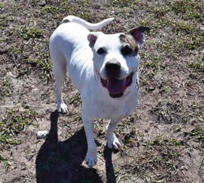 Tonka Jahari, a ADOPTABLE mixed breed in Inverness, FL image 3/3