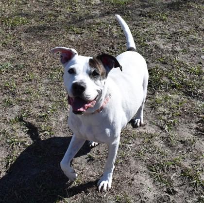 Tonka Jahari, a ADOPTABLE mixed breed in Inverness, FL image 1/3