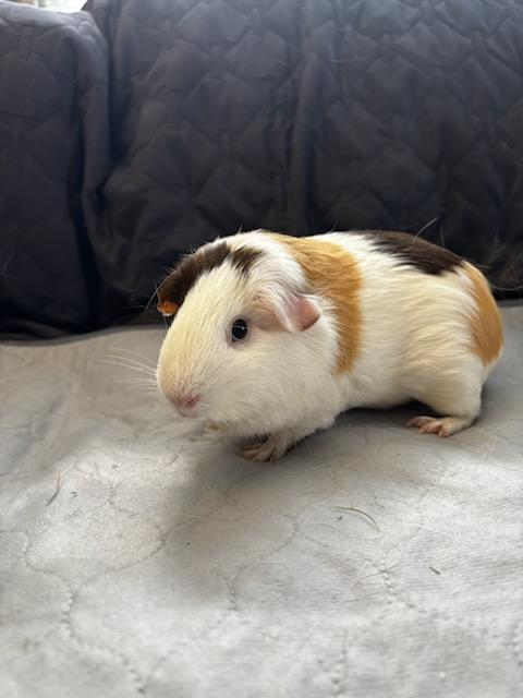Bagel + Croissant , an adopted Guinea Pig in Sauk Village, IL image 3/4