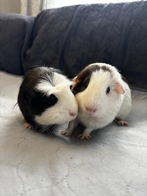 Bagel + Croissant , an adopted Guinea Pig in Sauk Village, IL image 1/4