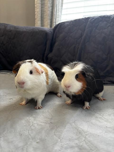 Bagel + Croissant , an adopted Guinea Pig in Sauk Village, IL image 2/4