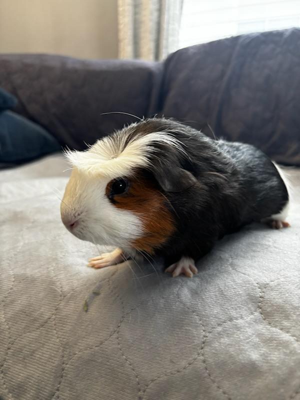 Bagel + Croissant , an adopted Guinea Pig in Sauk Village, IL image 4/4
