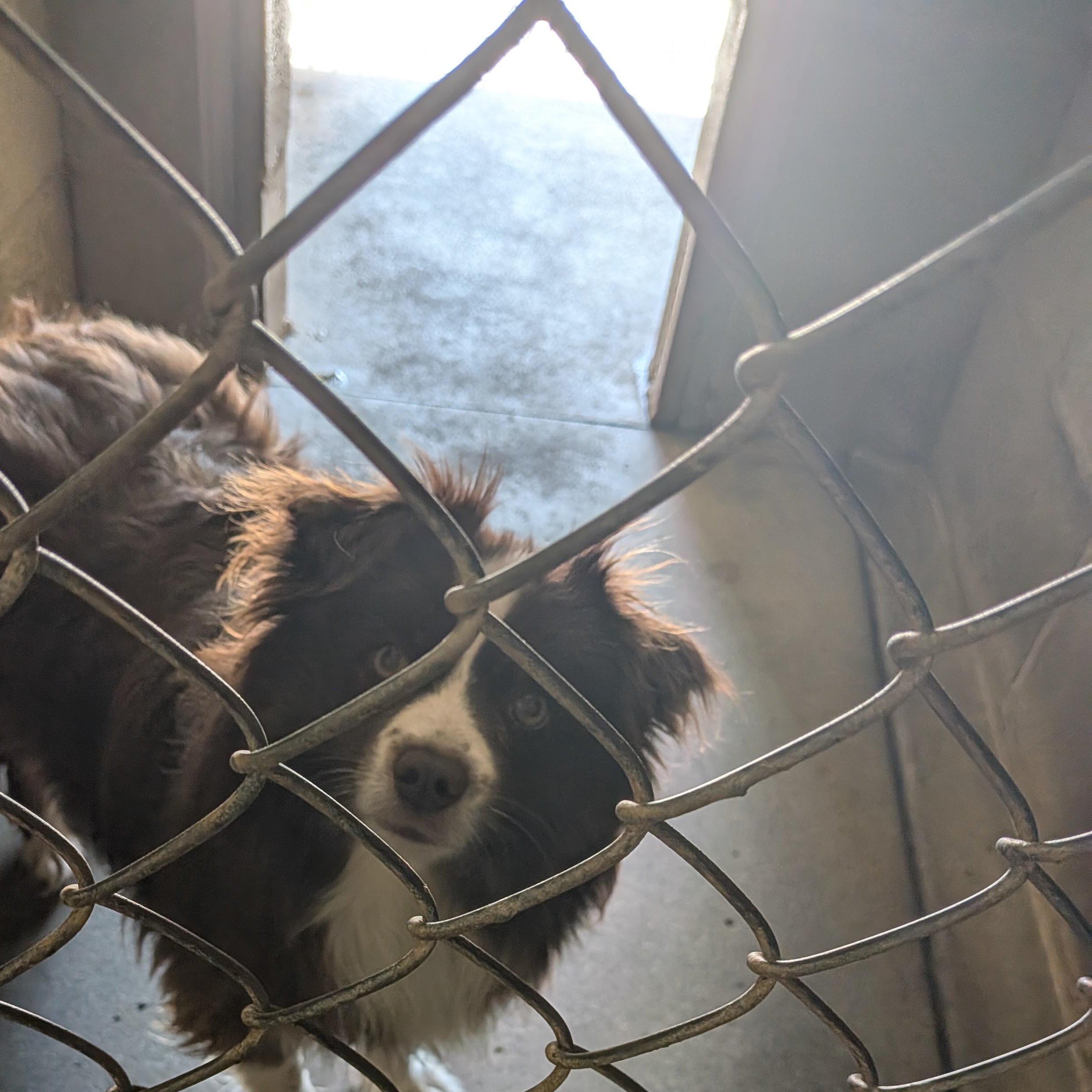 Enlarge Mocha, a Adoptable Australian Shepherd in Hermiston, OR image 1/2
