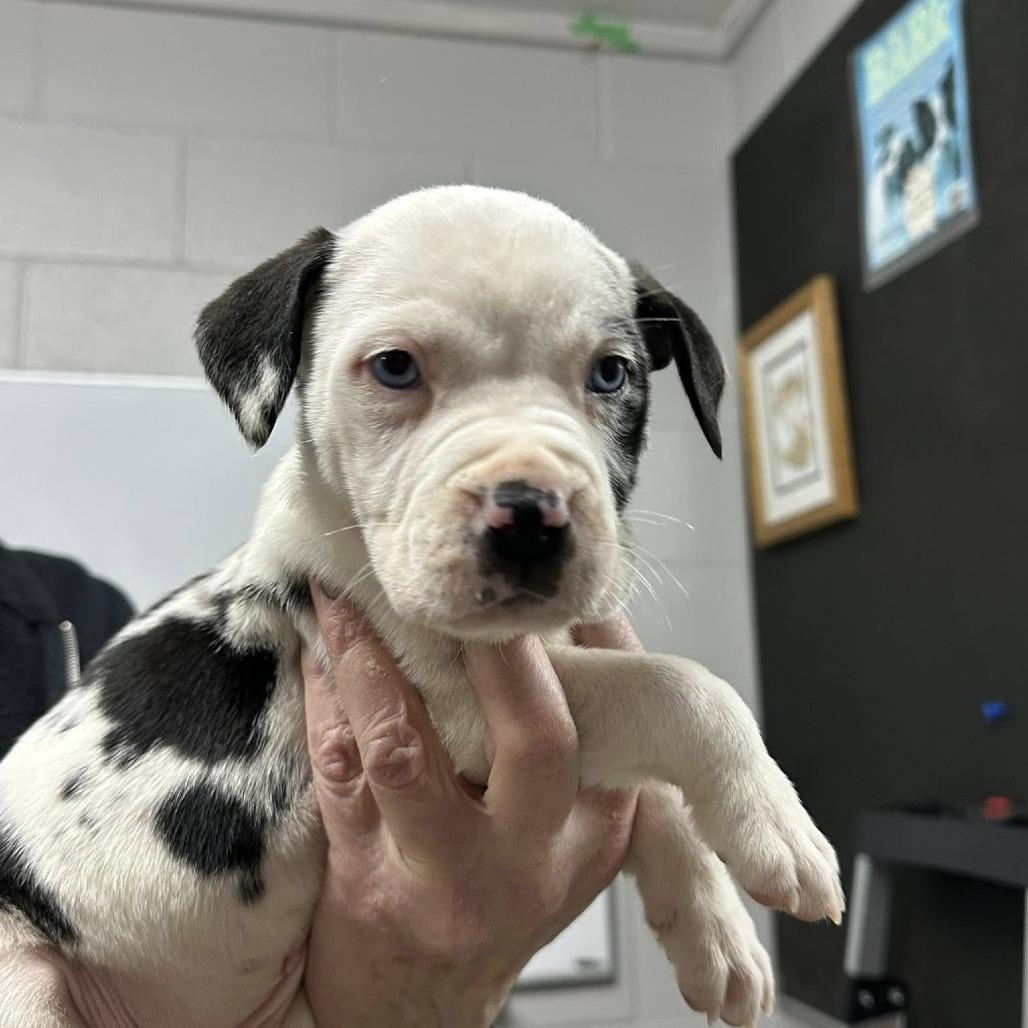 Breve, Adoptable, Puppy Female Catahoula Leopard Dog.