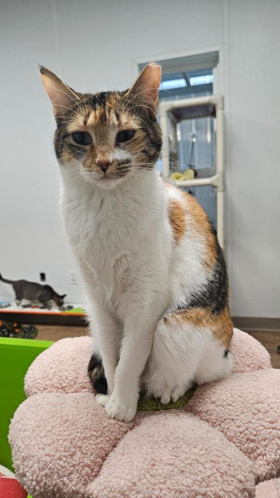 Enlarge Daisy, a Adoptable mixed breed in Corpus Christi, TX image 2/4