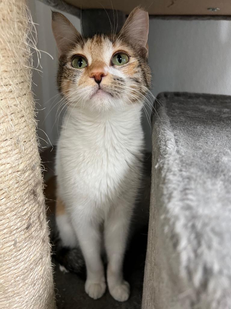 Enlarge Daisy, a Adoptable mixed breed in Corpus Christi, TX image 3/4