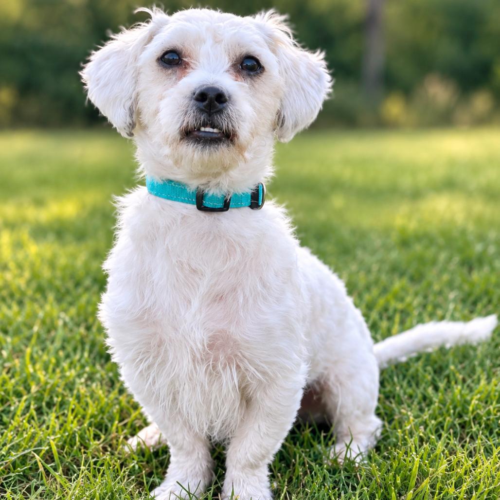 Romeo, Adoptable, Young Male Shih Tzu & Mixed Breed.