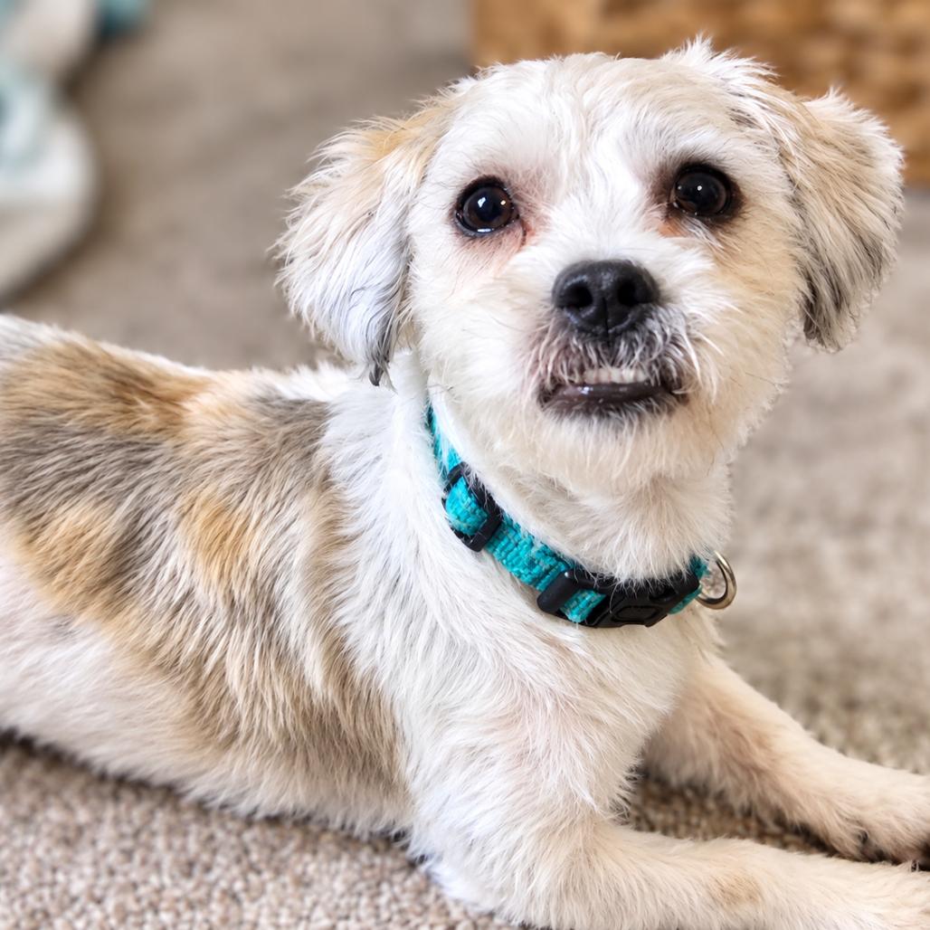 Enlarge Romeo, a Adoptable mixed breed in Annandale, MN image 4/5