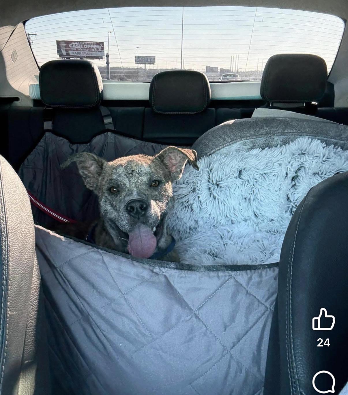 Enlarge Gator, a ADOPTABLE mixed breed in Dallas, TX image 2/4