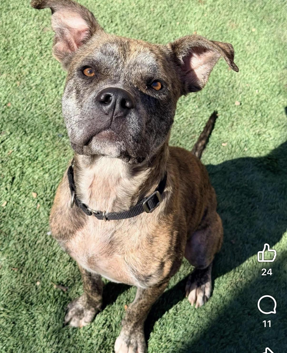 Enlarge Gator, a ADOPTABLE mixed breed in Dallas, TX image 3/4