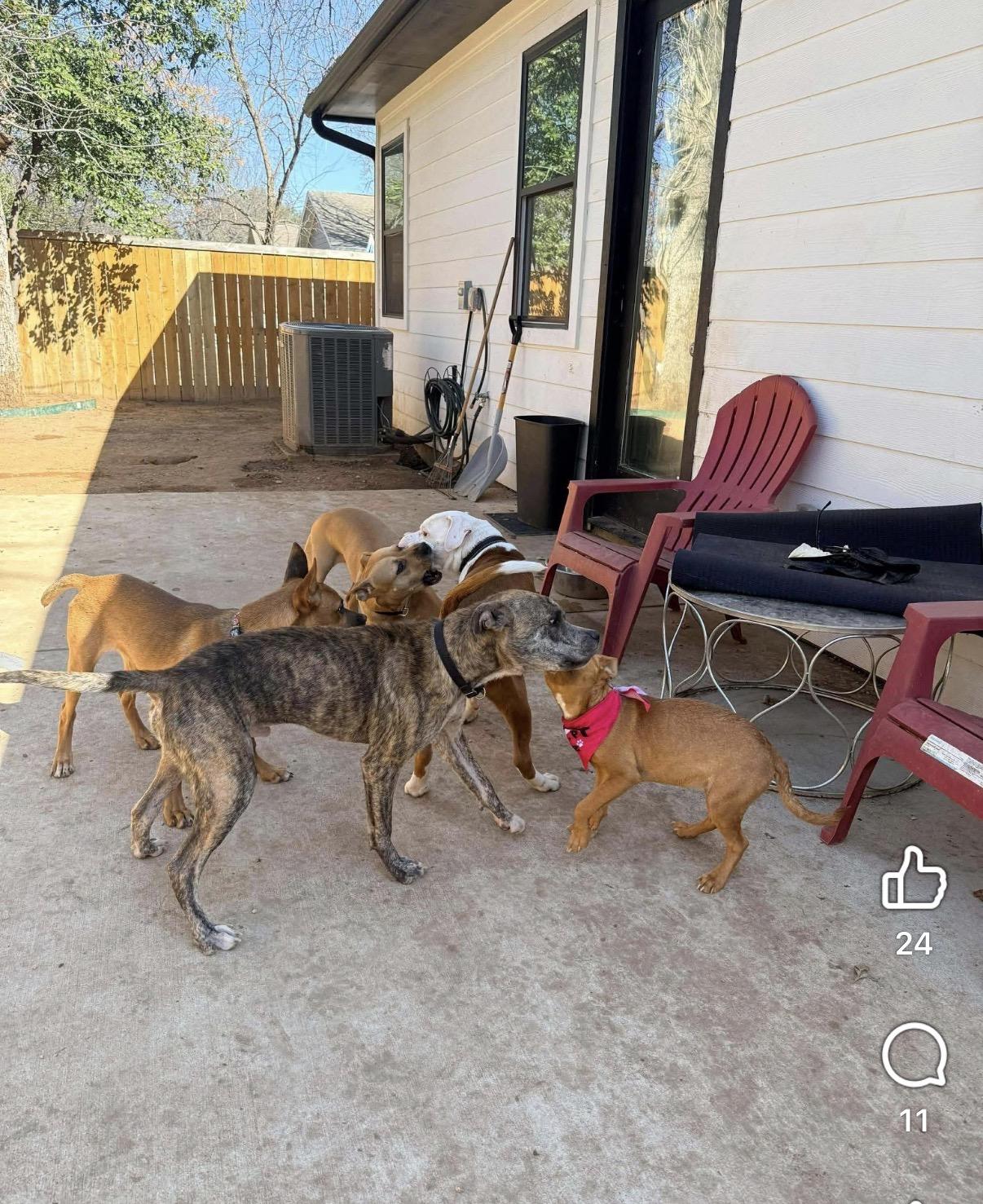 Enlarge Gator, a ADOPTABLE mixed breed in Dallas, TX image 4/4