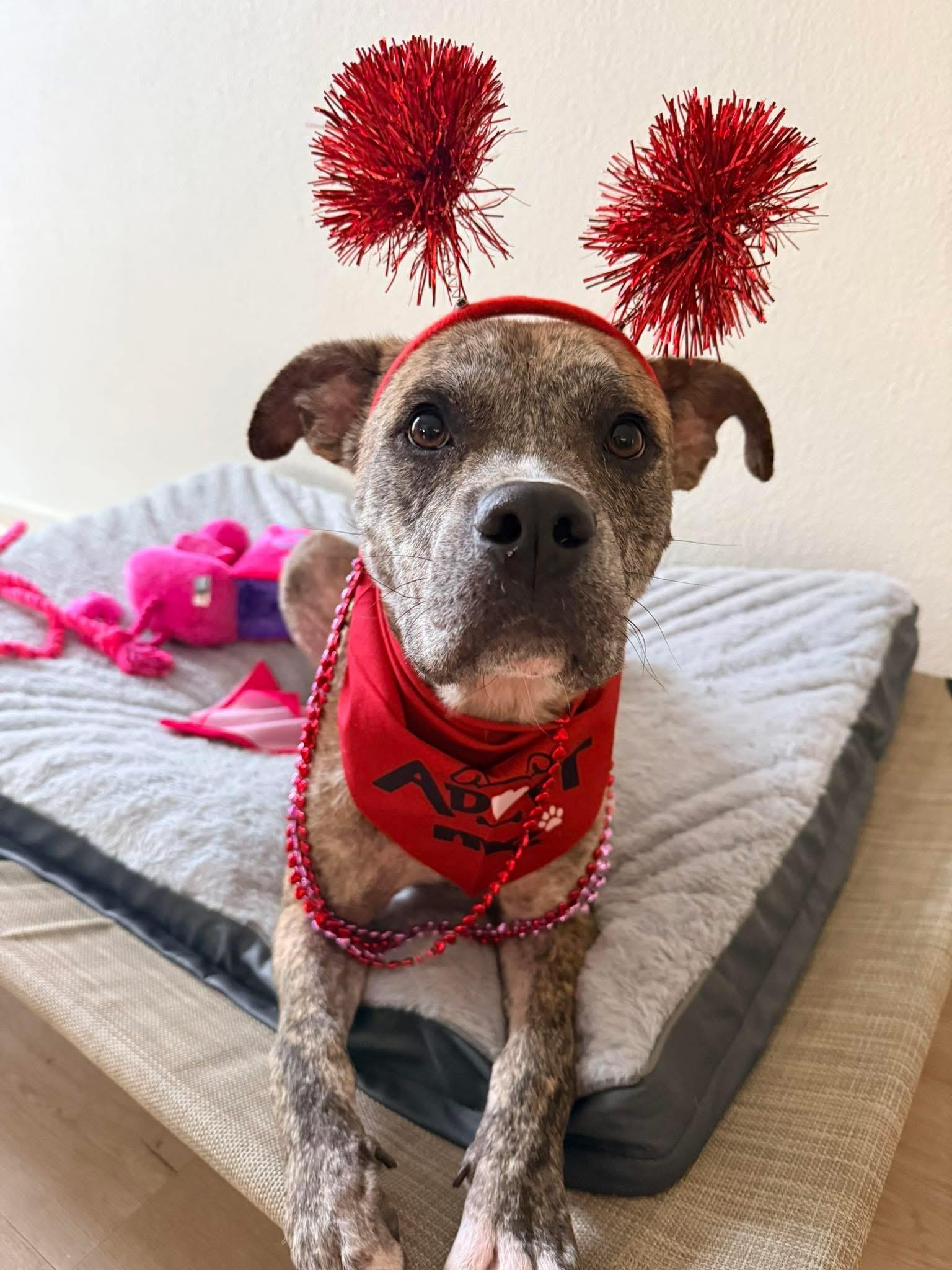 Gator, ADOPTABLE, Young Male Pit Bull Terrier.