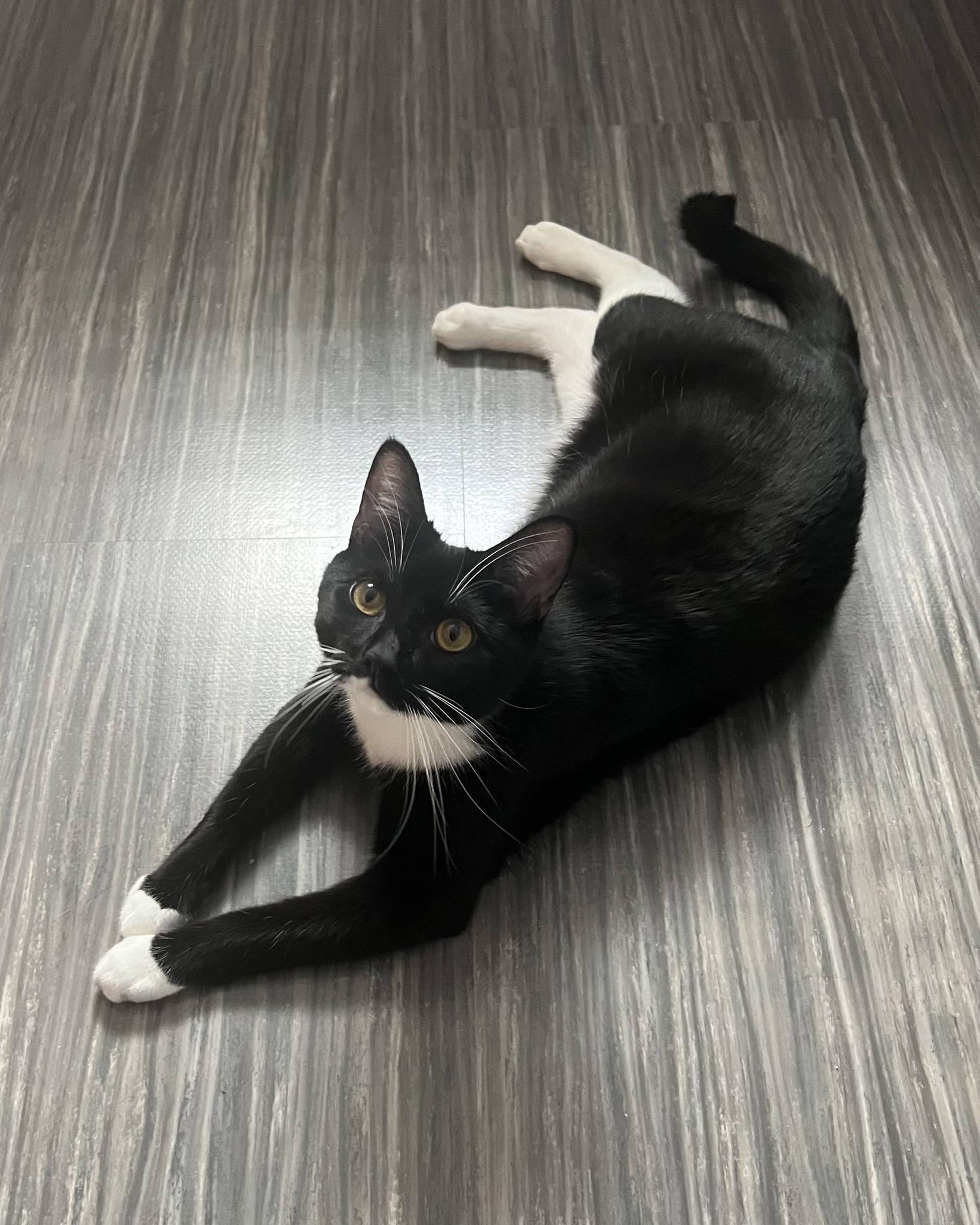 Meadow, a ADOPTABLE Domestic Short Hair in Mullica Hill, NJ image 2/3