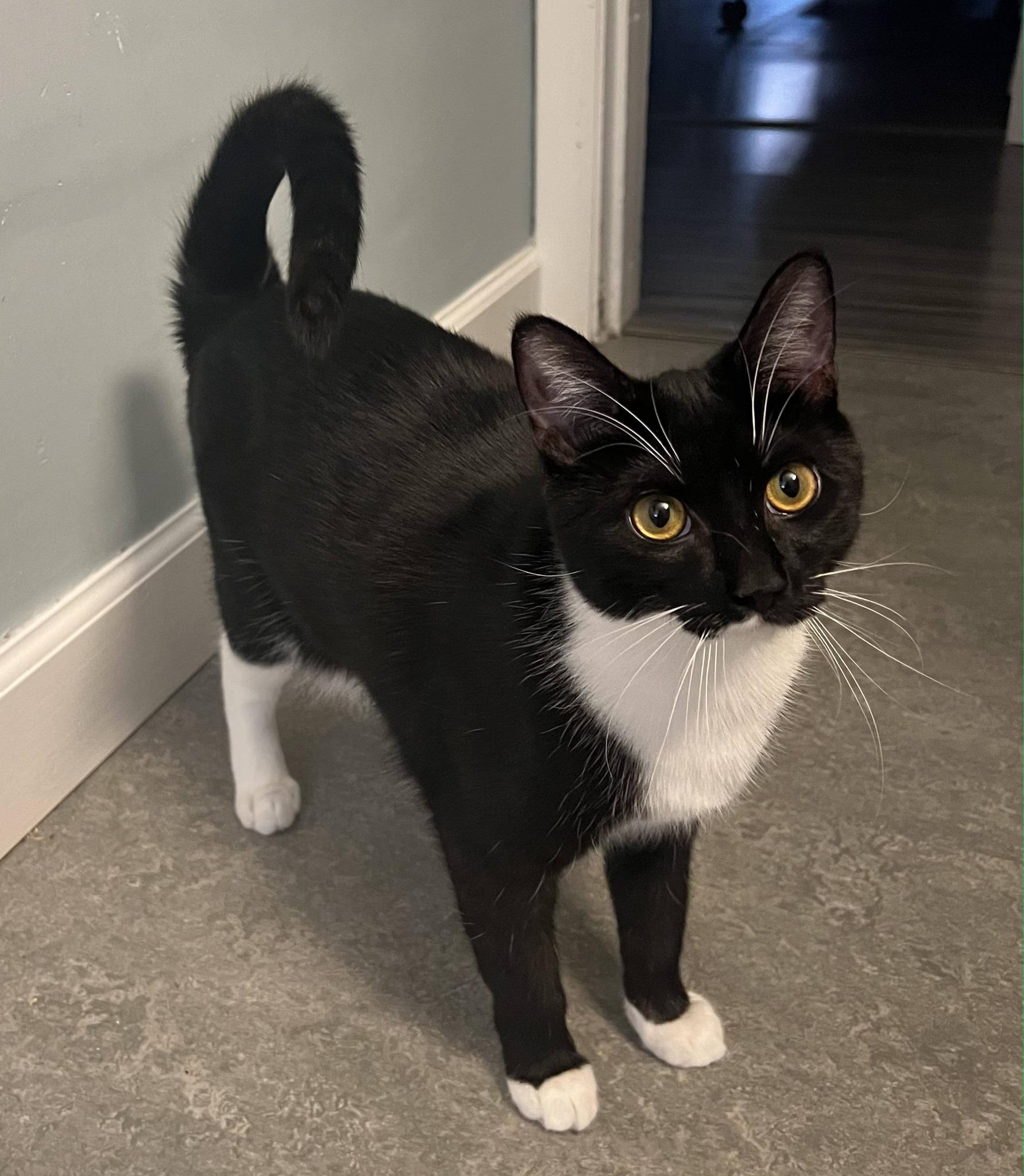 Meadow, a ADOPTABLE Domestic Short Hair in Mullica Hill, NJ image 3/3