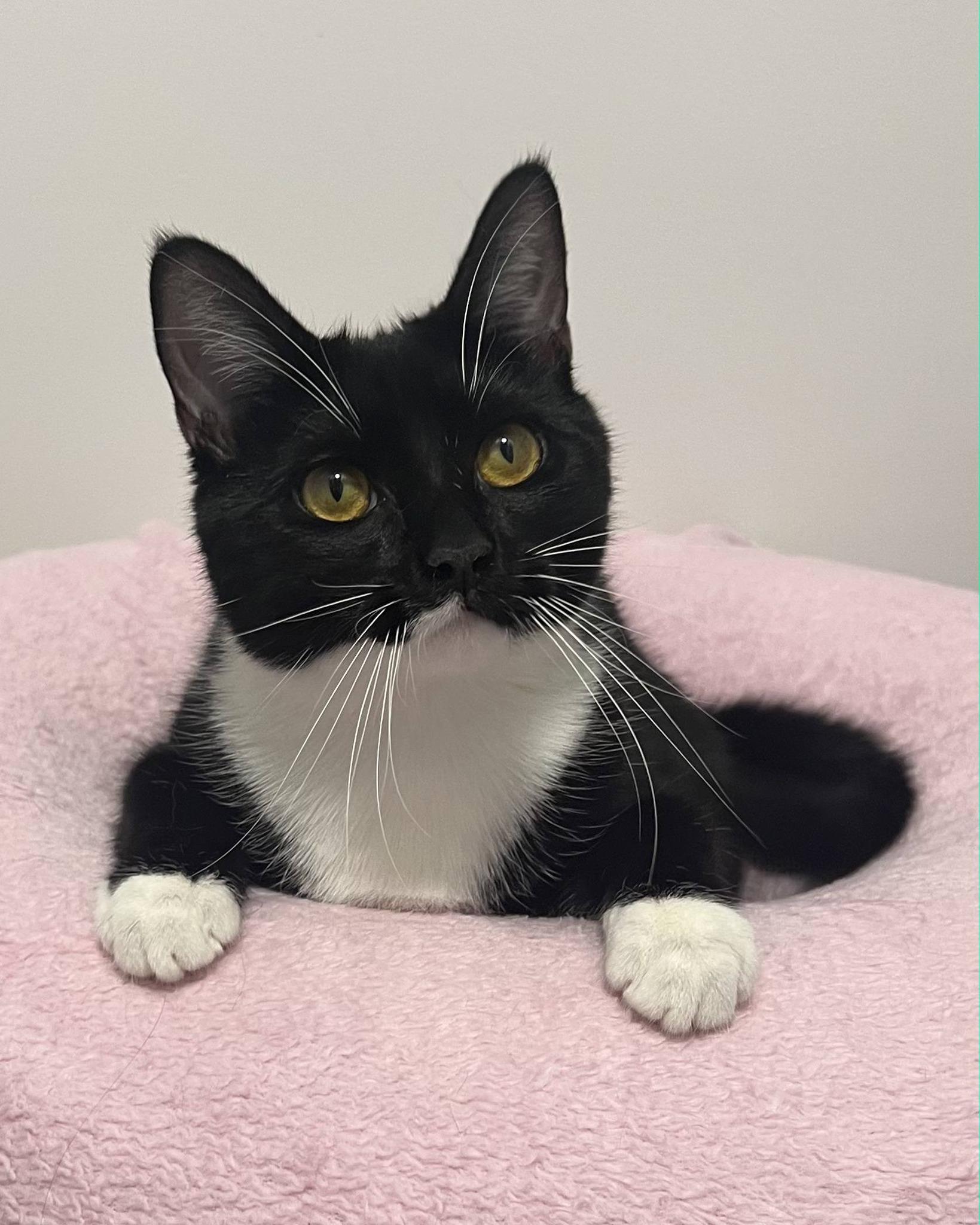 Meadow, ADOPTABLE, Young Female Domestic Short Hair.