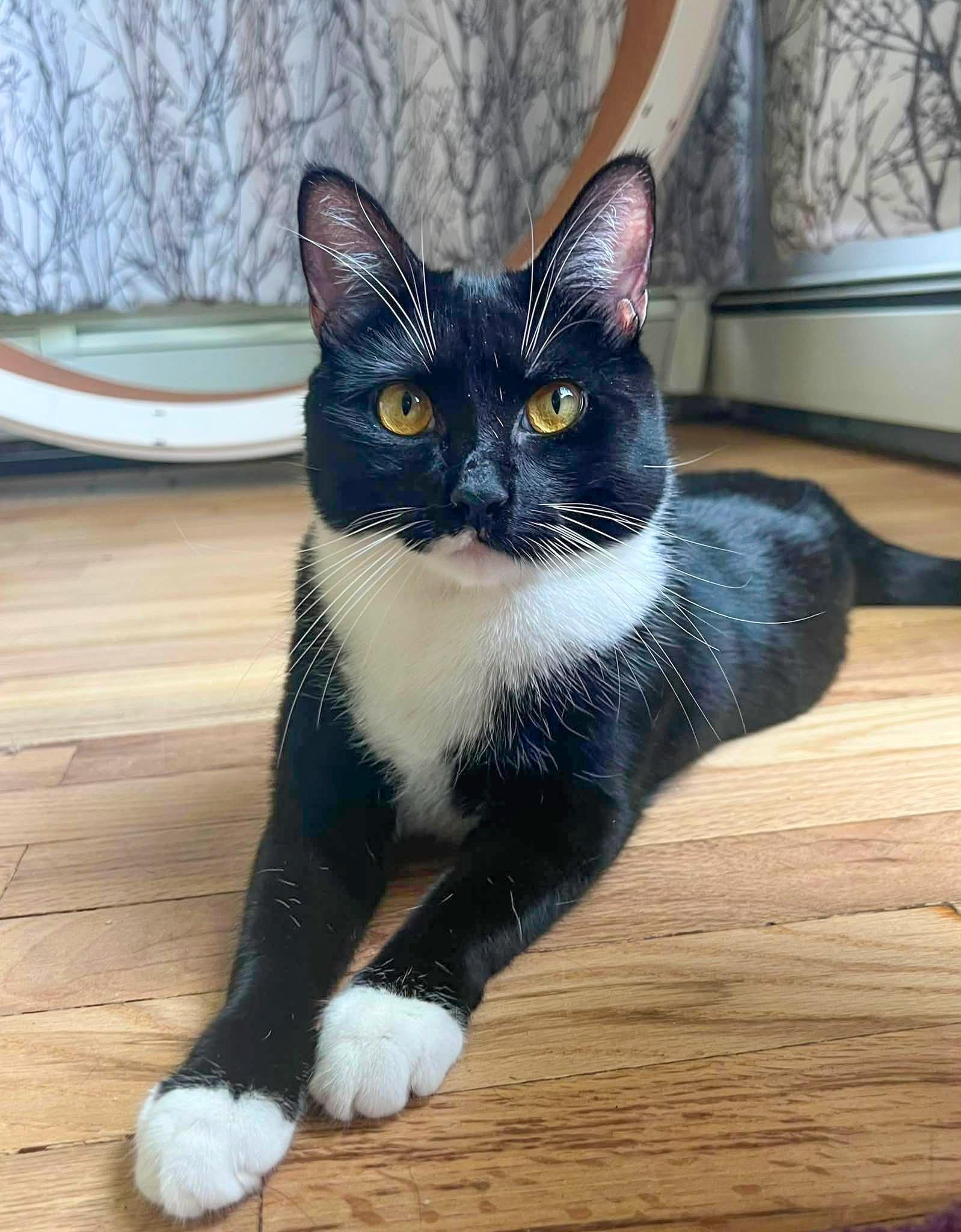 Meadow, ADOPTABLE, Young Female Domestic Short Hair.