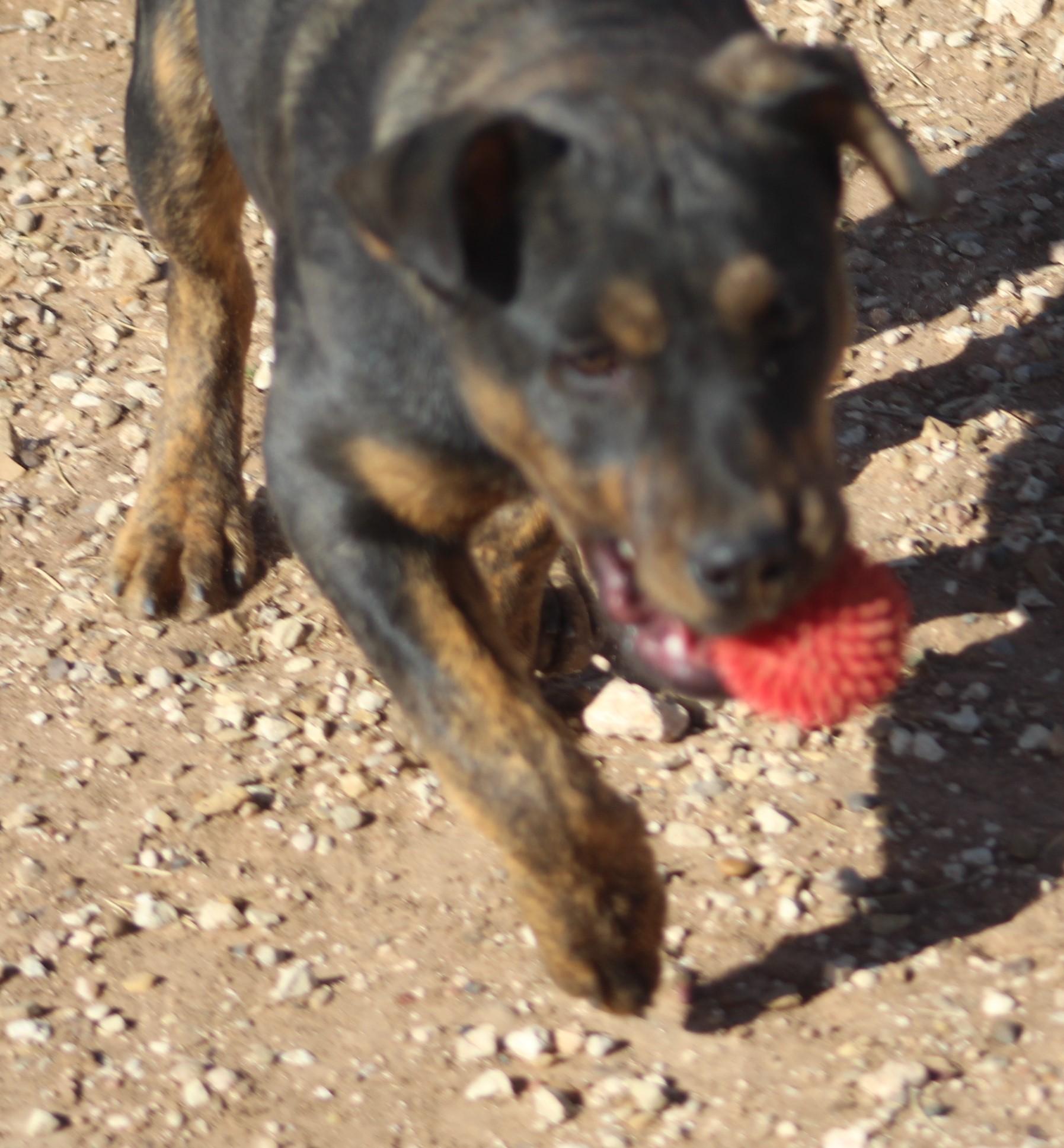 Arthur, an adoptable mixed breed in Post, TX image 5/6