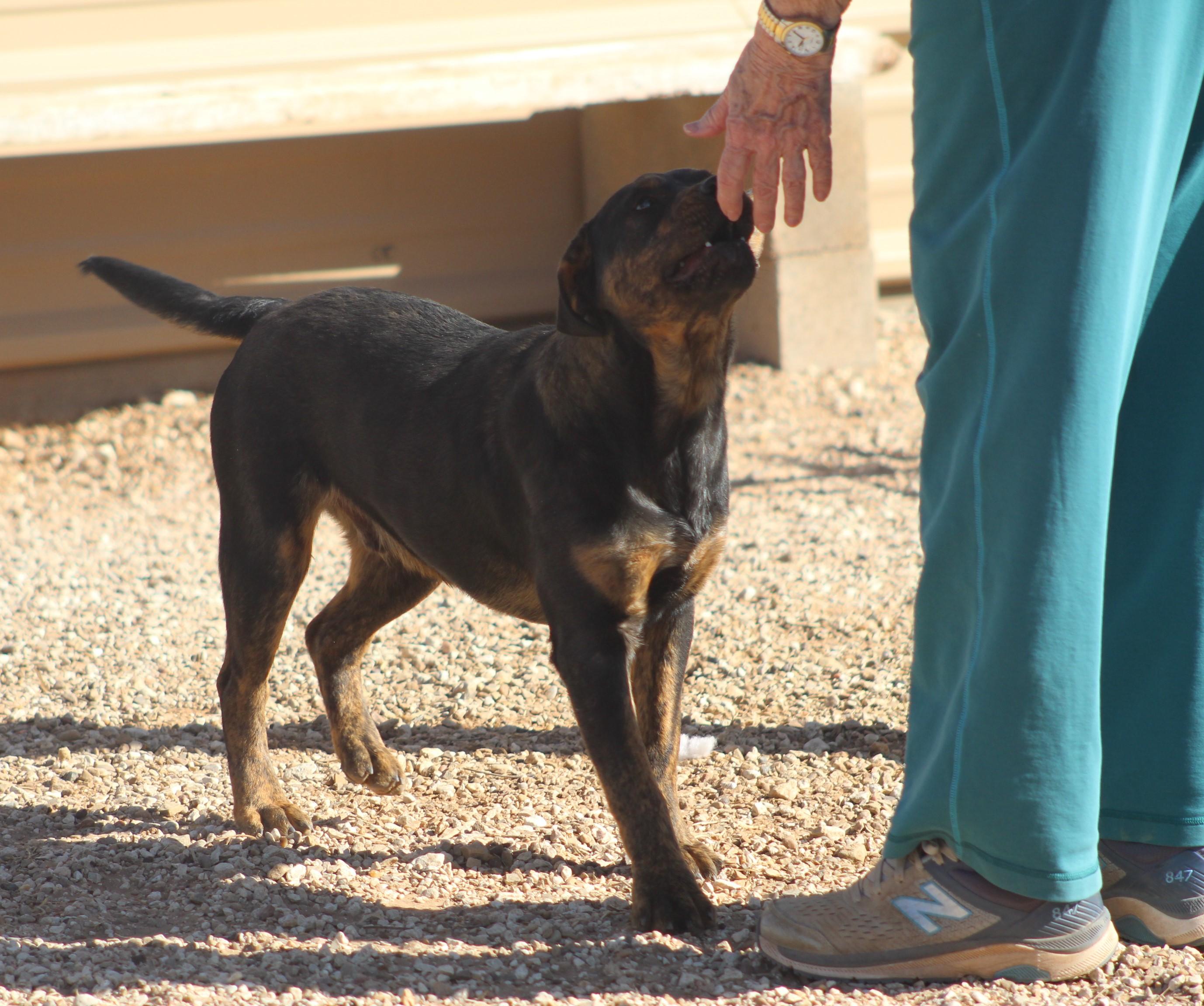 Arthur, an adoptable mixed breed in Post, TX image 2/6