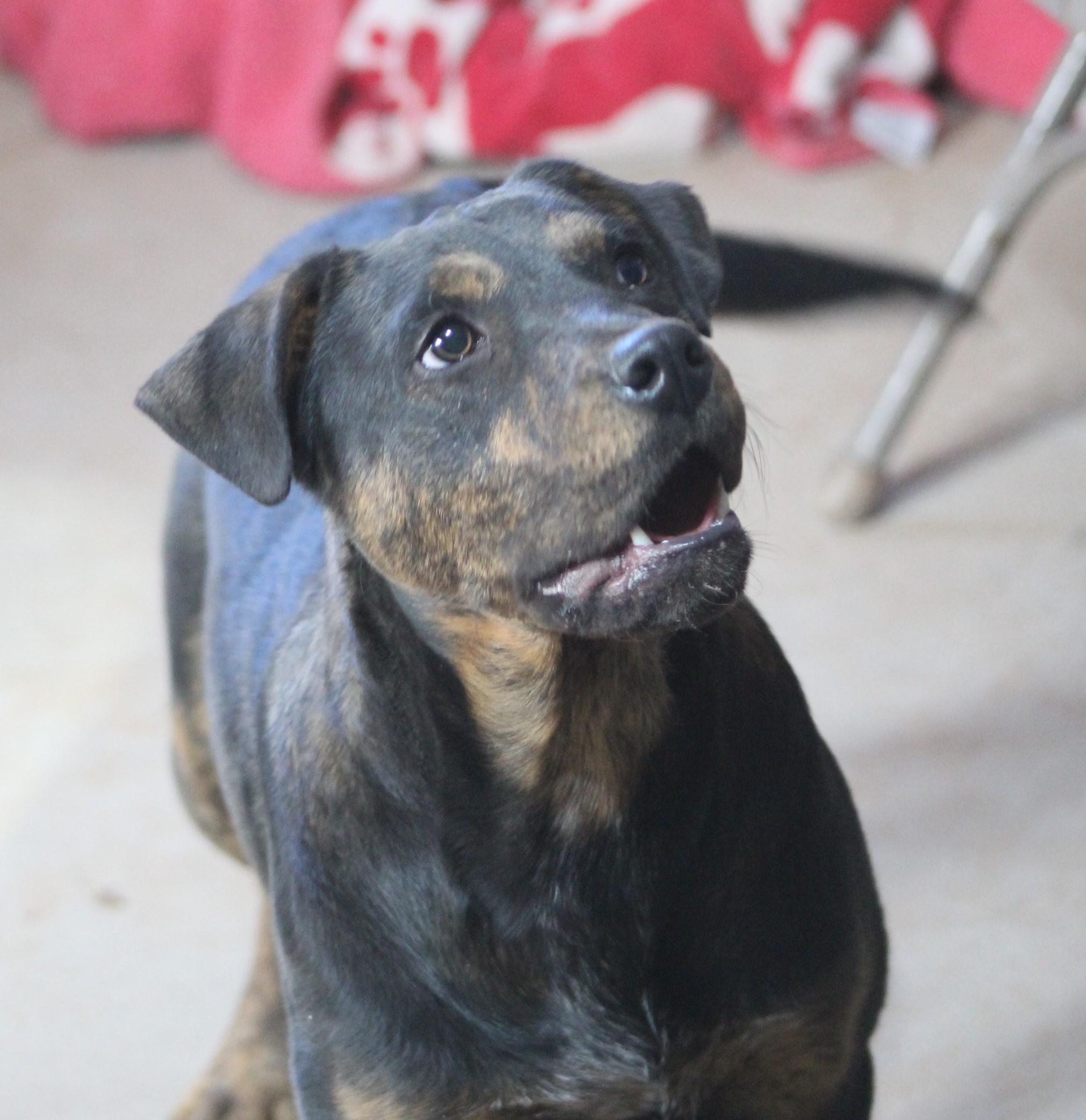 Arthur, an adoptable mixed breed in Post, TX image 3/6