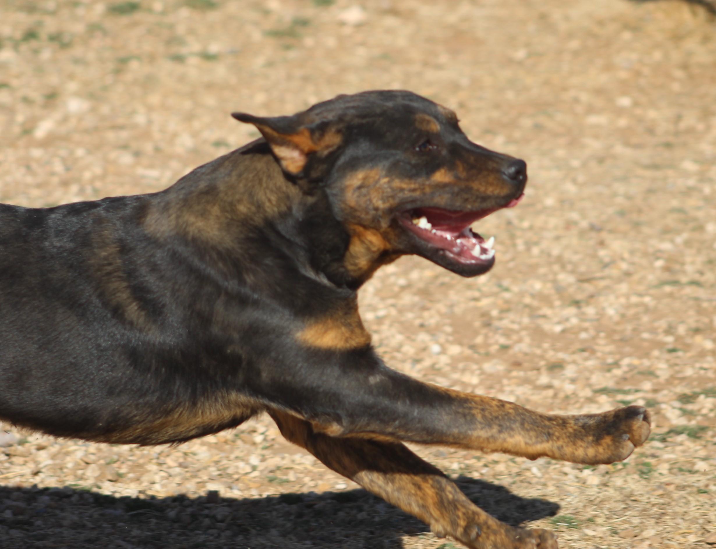 Arthur, an adoptable mixed breed in Post, TX image 1/6