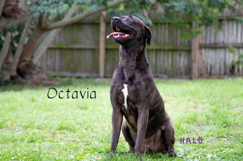 Enlarge Octavia, a Adoptable mixed breed in Sebastian, FL image 1/6