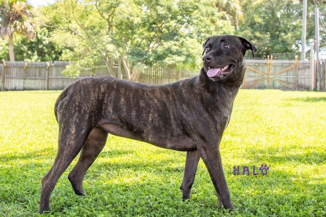 Enlarge Octavia, a Adoptable mixed breed in Sebastian, FL image 2/6