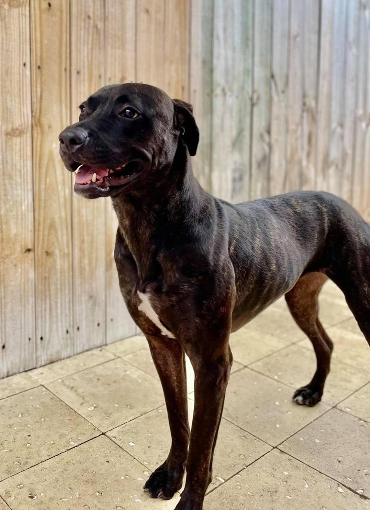 Enlarge Octavia, a Adoptable mixed breed in Sebastian, FL image 3/6