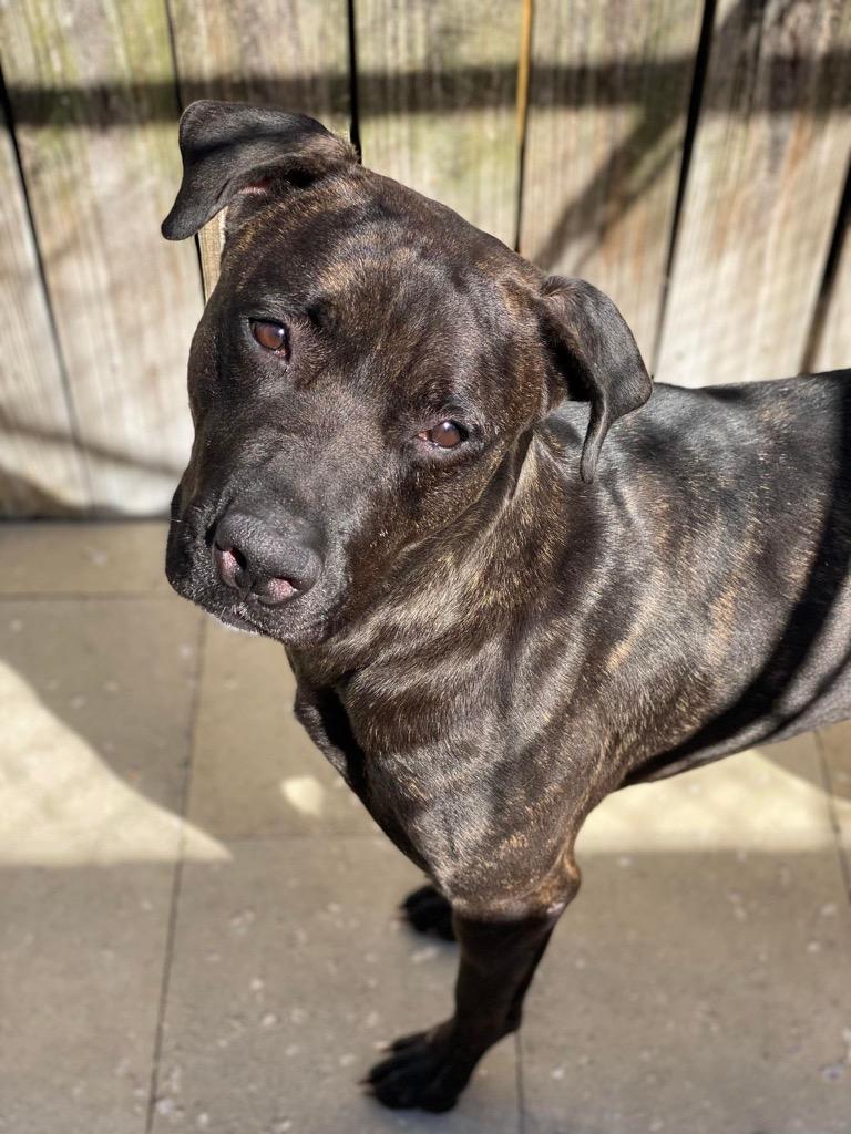 Enlarge Octavia, a Adoptable mixed breed in Sebastian, FL image 3/6