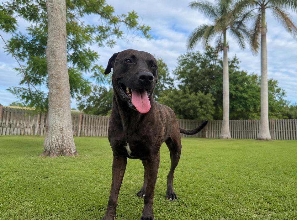 Octavia, a Adoptable mixed breed in Sebastian, FL image 4/6