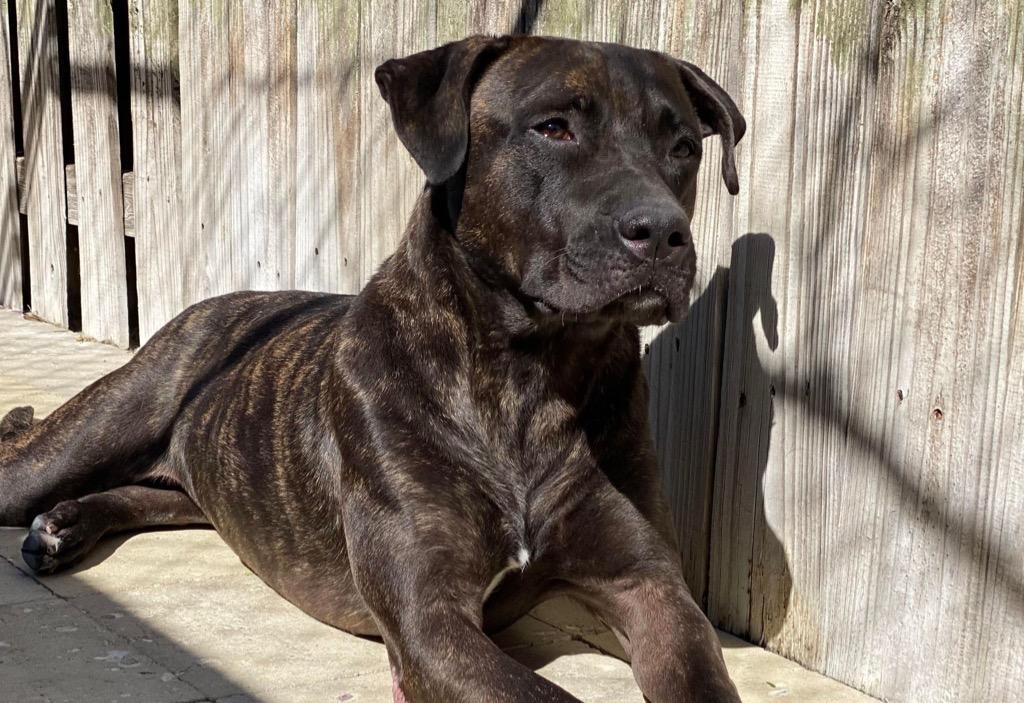 Enlarge Octavia, a Adoptable mixed breed in Sebastian, FL image 4/6