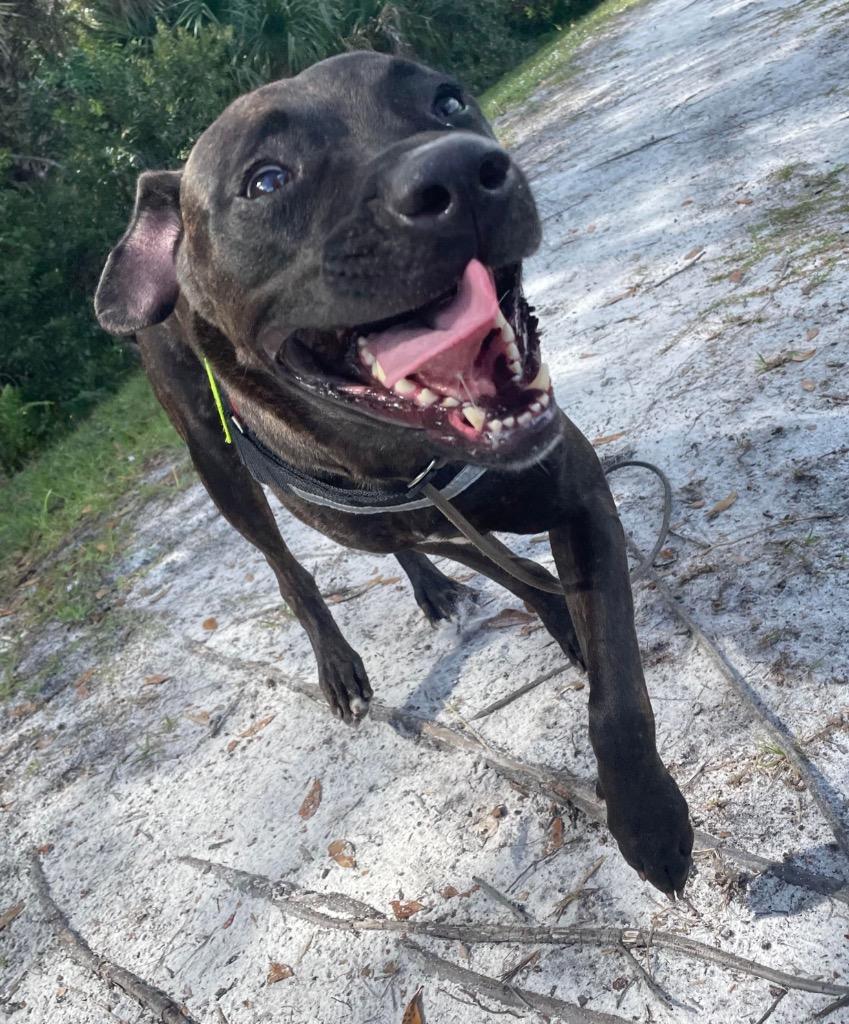 Enlarge Octavia, a Adoptable mixed breed in Sebastian, FL image 6/6