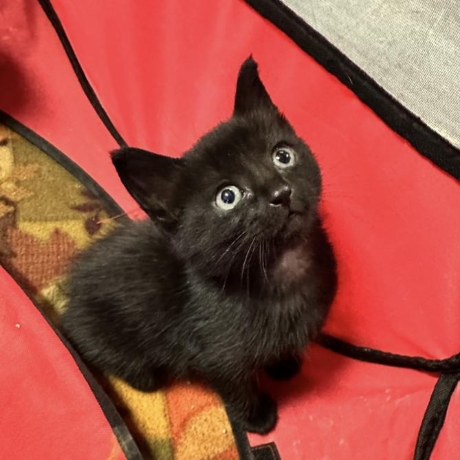 Christopher Robin, Baby Male Domestic Short Hair