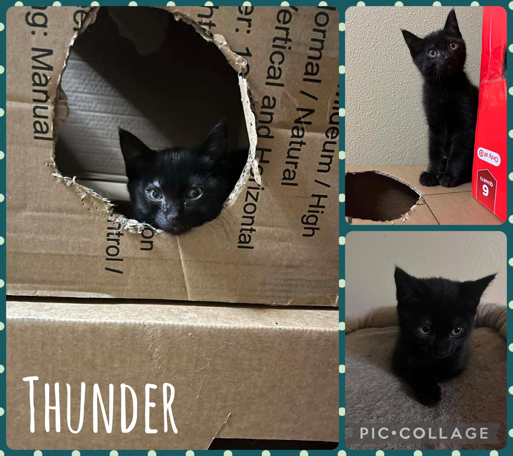 Thunder, Adoptable, Kitten Female Domestic Short Hair.