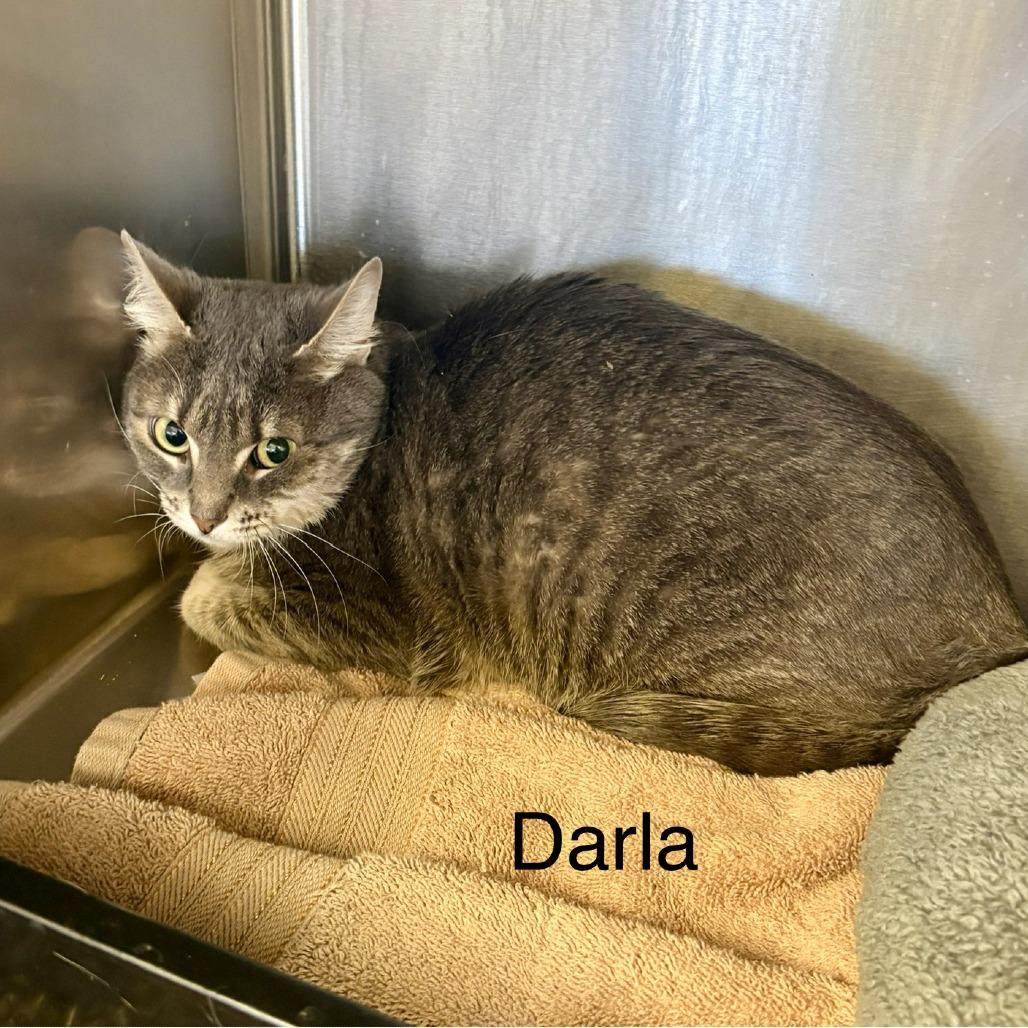 Darla, a Adoptable Domestic Short Hair in Fairfax Station, VA image 1/2