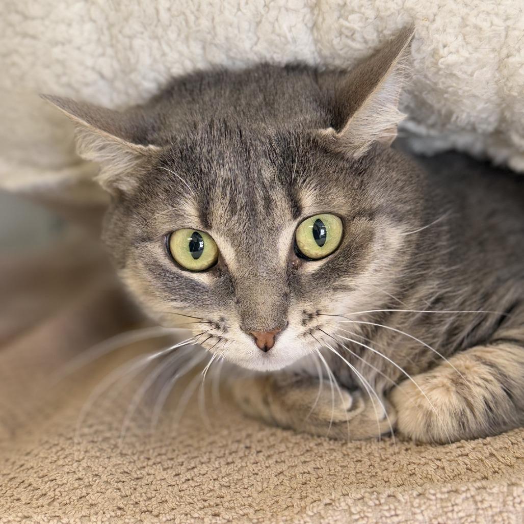 Darla, a Adoptable Domestic Short Hair in Fairfax Station, VA image 2/2