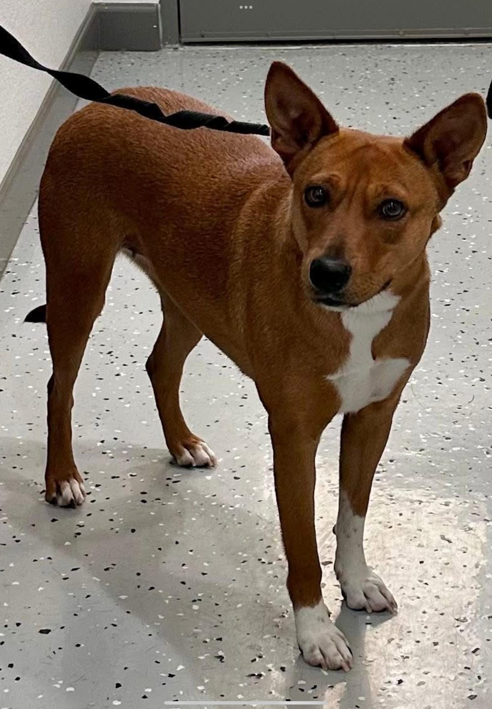 Honey, ADOPTABLE, Young Female Basenji.
