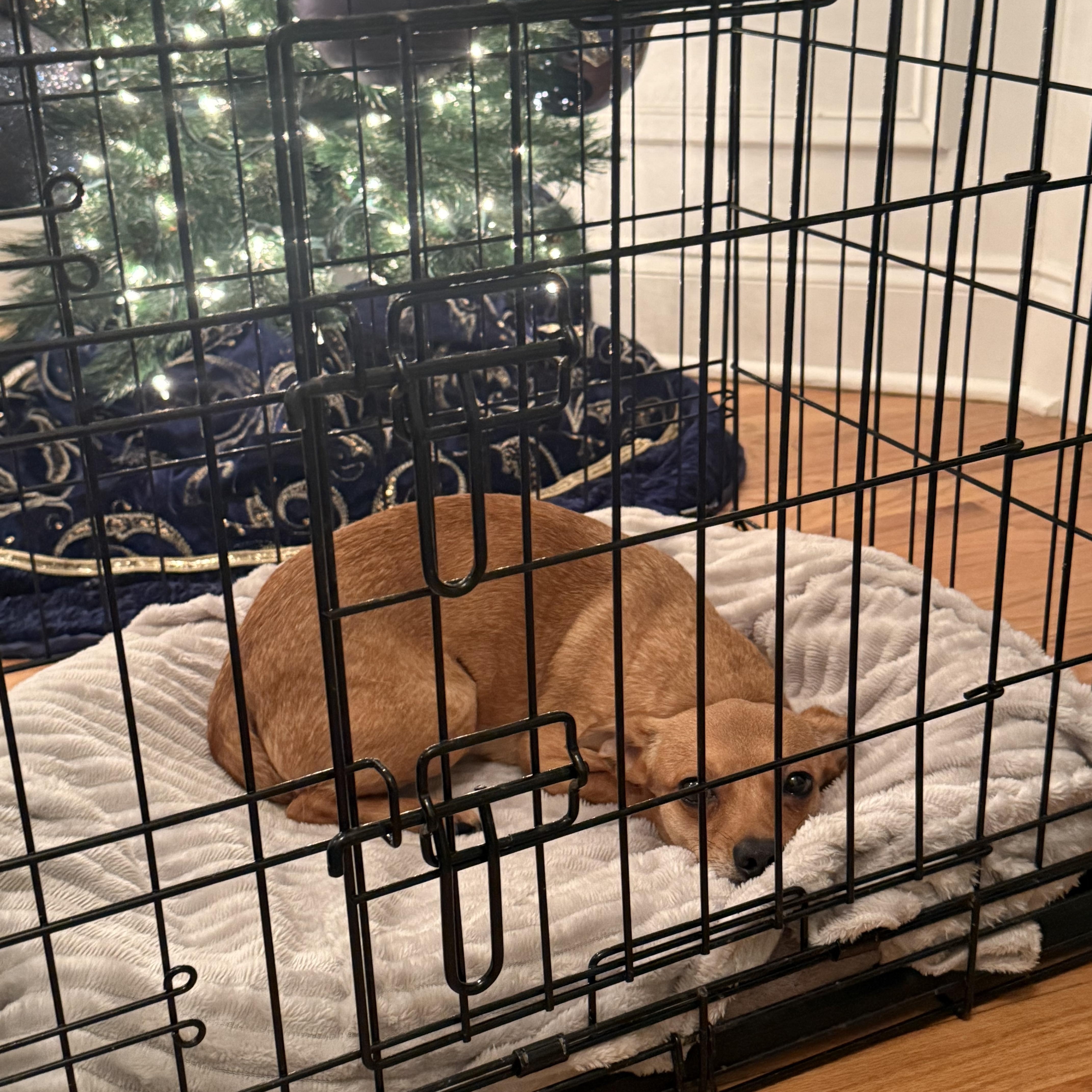 Champ, an adopted Chiweenie in Kings Mountain, NC image 1/2