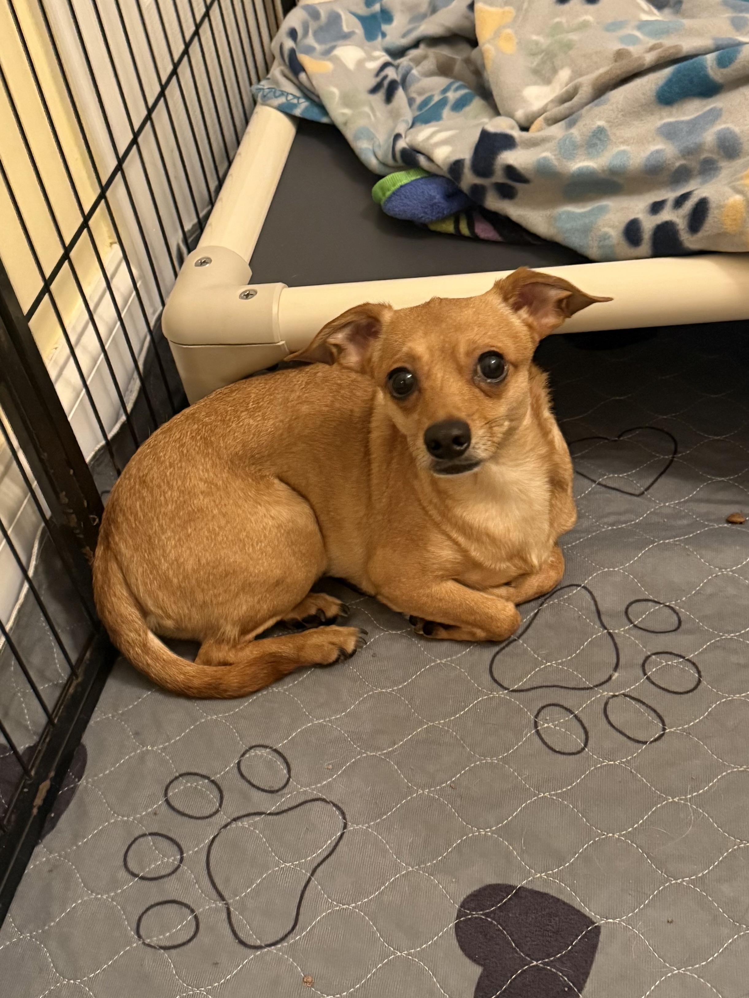 Champ, an adopted Chiweenie in Kings Mountain, NC image 2/2