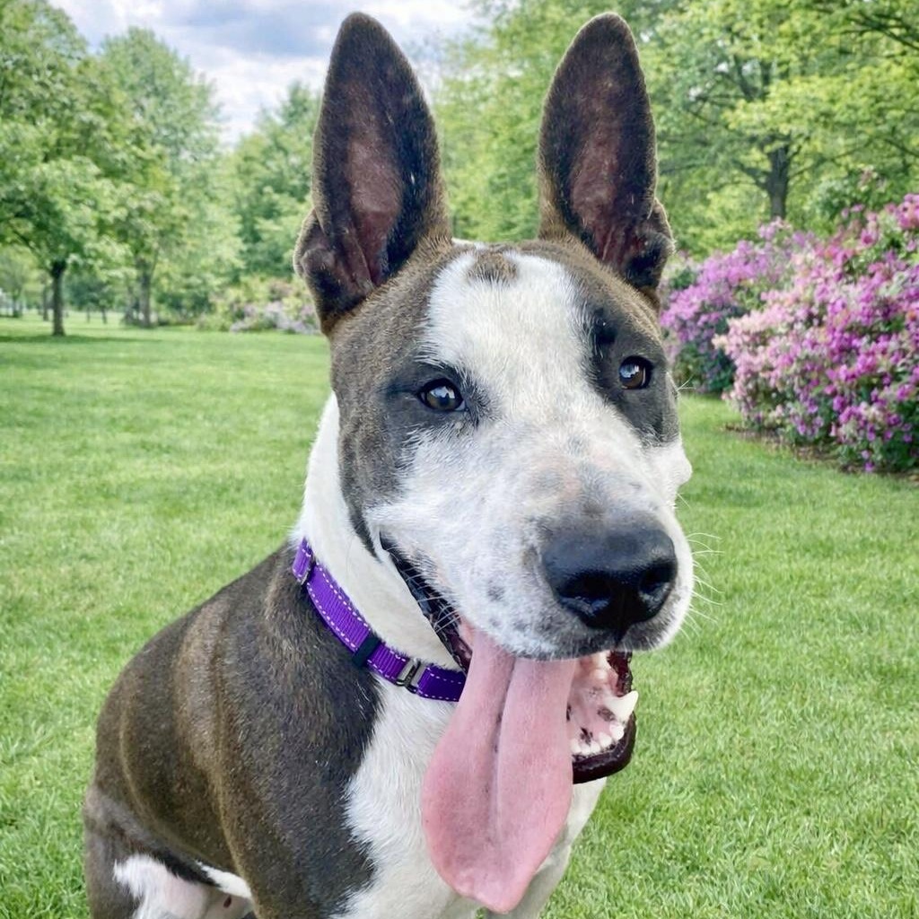 Enlarge Irish Bailey, a Adoptable mixed breed in Fort Lupton, CO image 5/6