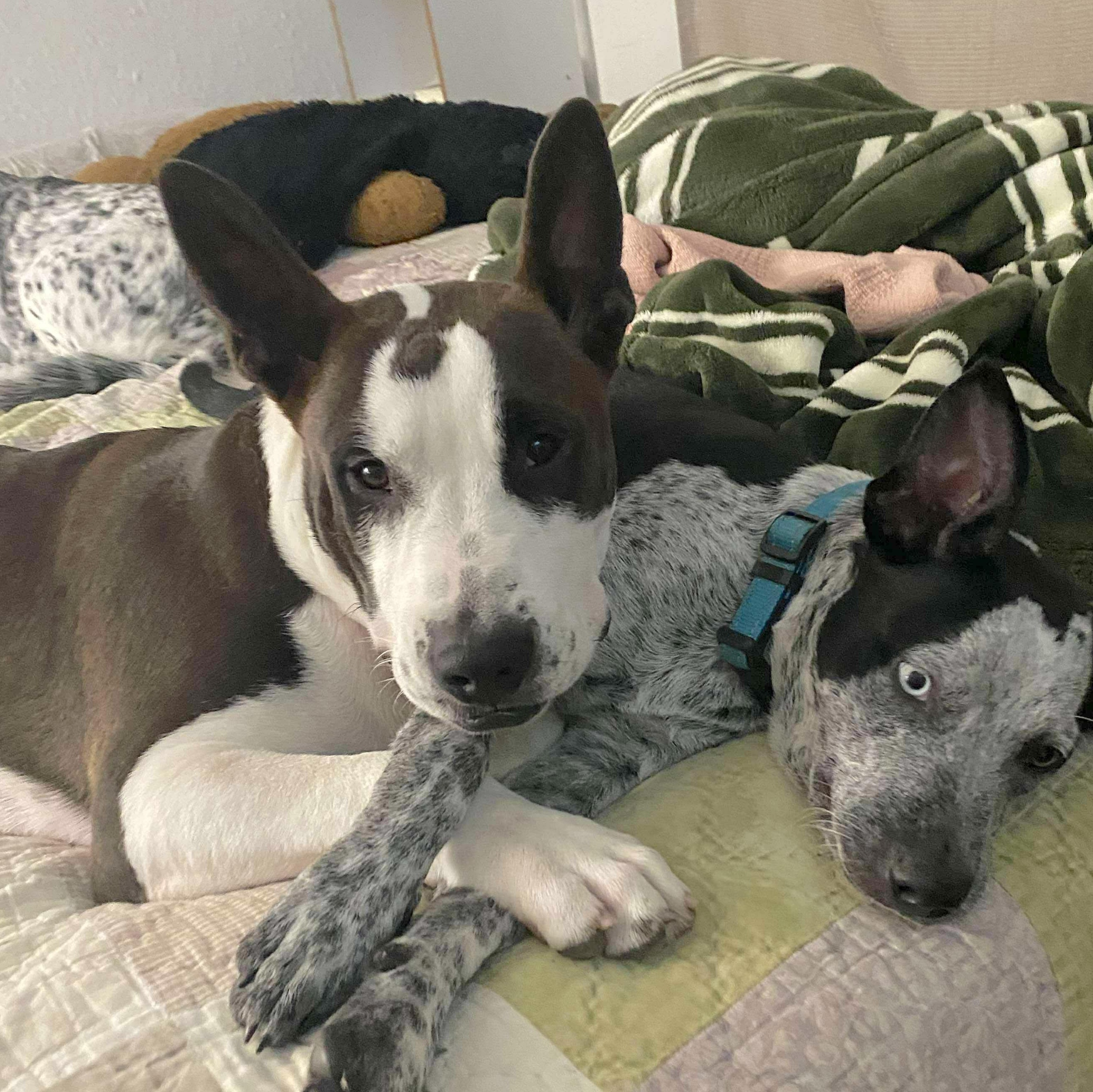 Enlarge Irish Bailey, a Adoptable mixed breed in Fort Lupton, CO image 2/6