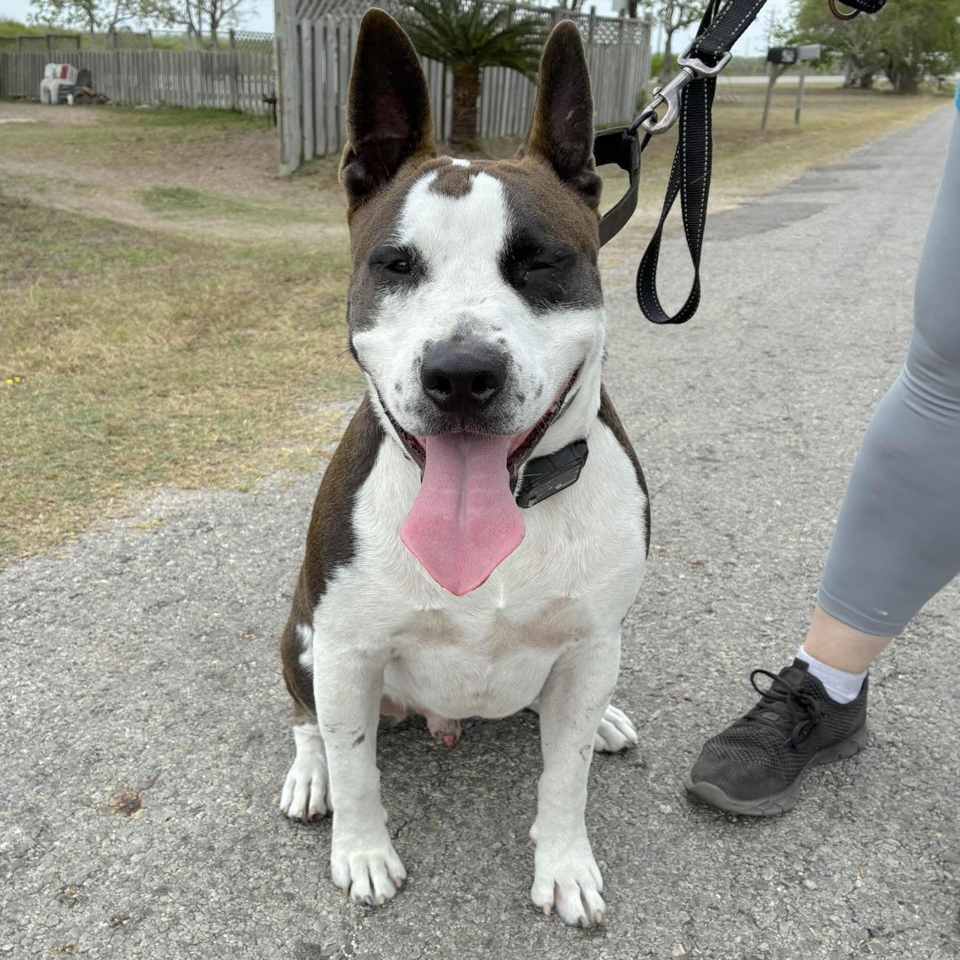Enlarge Irish Bailey, a Adoptable mixed breed in Fort Lupton, CO image 1/6
