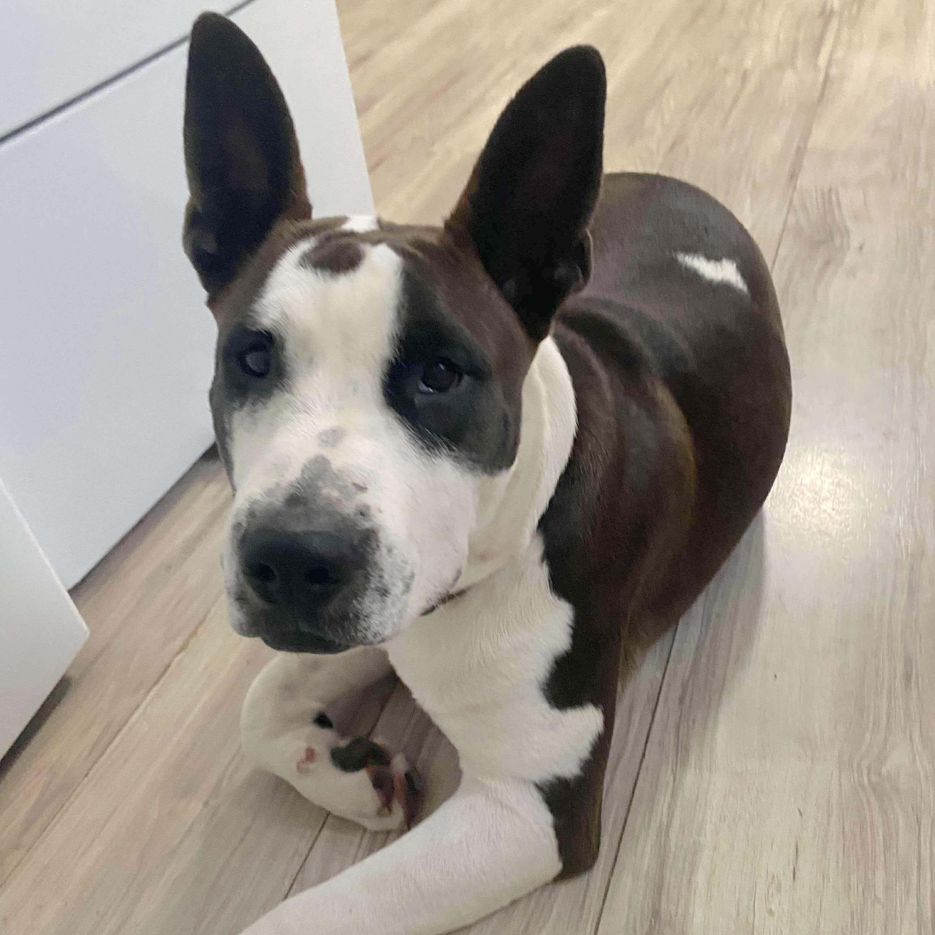 Enlarge Irish Bailey, a Adoptable mixed breed in Fort Lupton, CO image 3/6