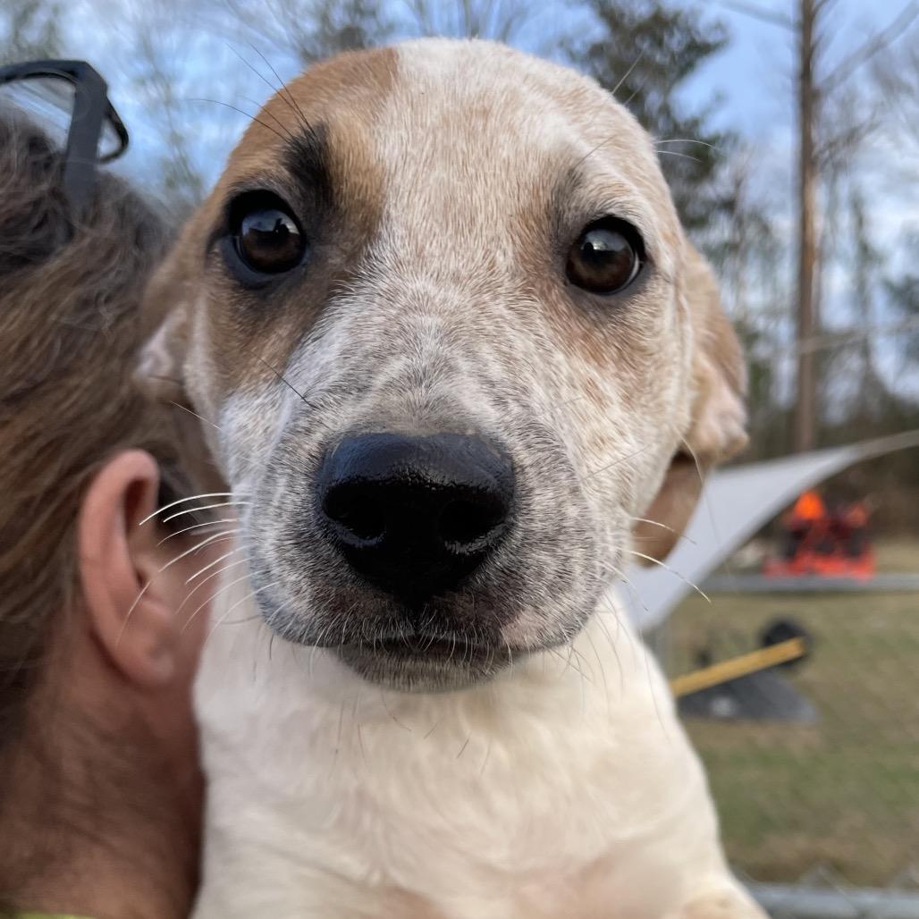 Enlarge Seamus, a Adoptable mixed breed in Waggaman, LA image 3/6